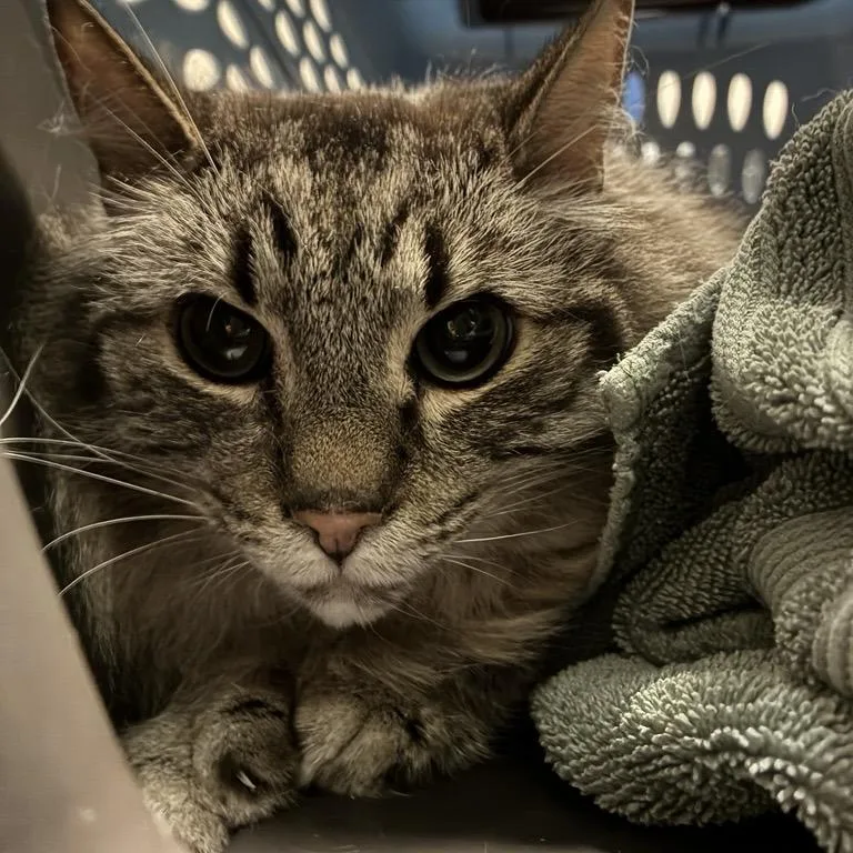 An adult large-sized female Brown / Chocolate Domestic Long Hair cat named Berlin Wall for adoption in Tacoma, WA