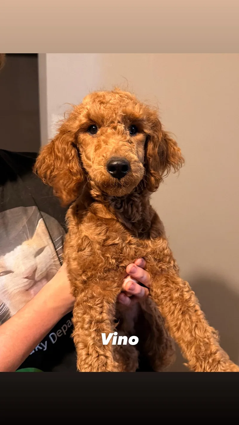 A baby medium-sized male Golden Goldendoodle dog named Vino for adoption in Plainfield, IL