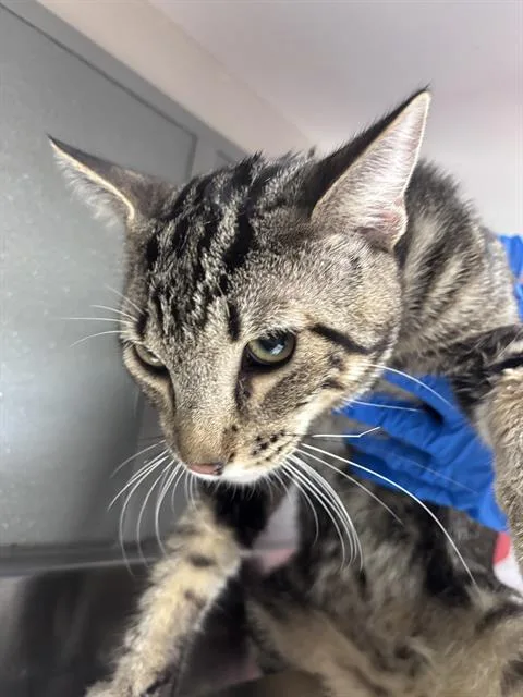 A young small-sized male Domestic Short Hair cat named Snickers for adoption in Las Vegas, NV