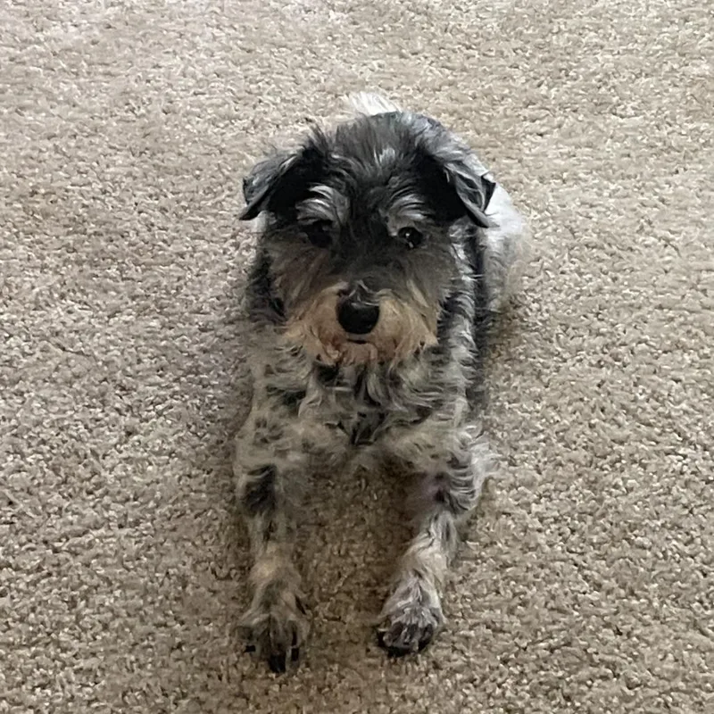 A senior small-sized female Black Terrier dog named Tiny for adoption in Lynchburg, VA