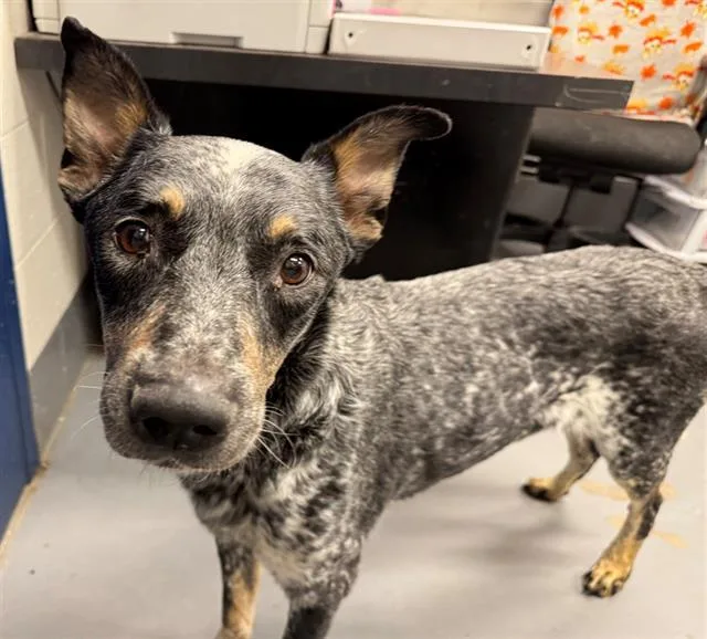 An adult medium-sized male Australian Cattle Dog / Blue Heeler dog named Tucker for adoption in Peoria, IL