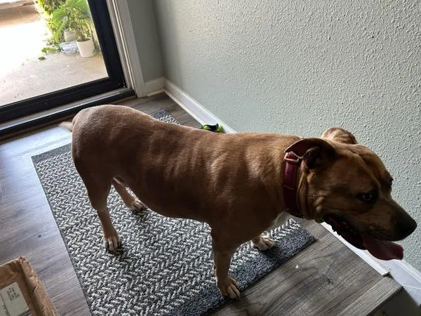 A senior large-sized female American Bulldog dog named Zika for adoption in Virginia Beach, VA
