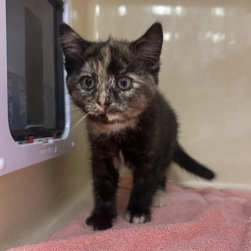 A baby medium-sized female Tortoiseshell Domestic Short Hair cat named Caroga for adoption in Cooperstown, NY