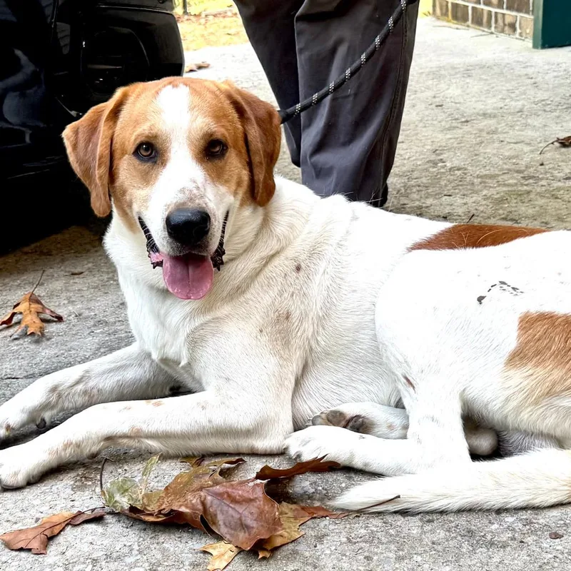 An adult large-sized male American Foxhound dog named Chevy s for adoption in Sequatchie, TN