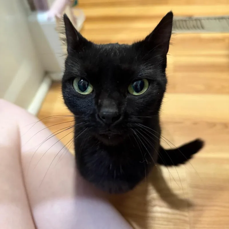 A young small-sized female Black Domestic Short Hair cat named Gigi for adoption in Granville, OH