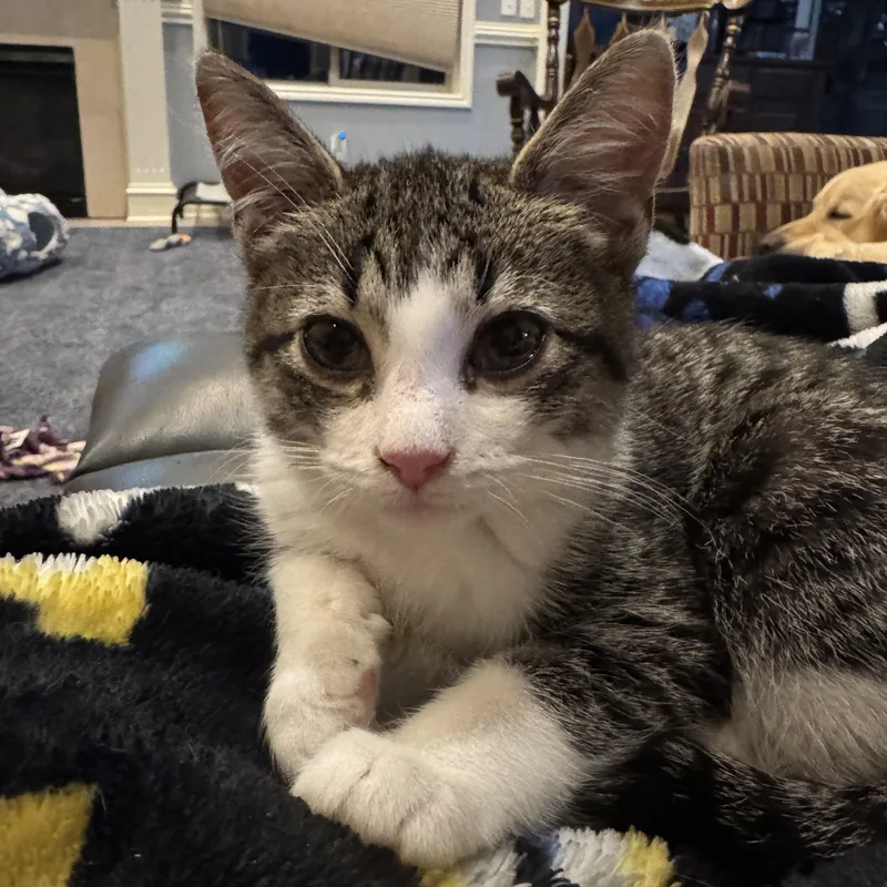 A baby medium-sized male Tabby (Brown / Chocolate) Tabby cat named Sunny for adoption in Macomb, MI