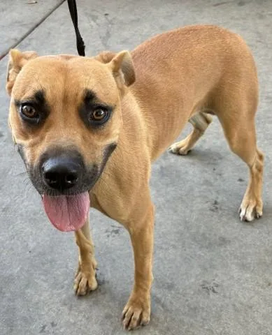 A young large-sized female Pit Bull Terrier dog named Twinkle for adoption in Bakersfield, CA
