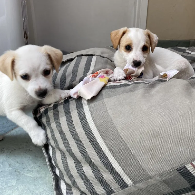 A baby small-sized male White / Cream Mixed Breed dog named Ricotta for adoption in Point Richmond, CA
