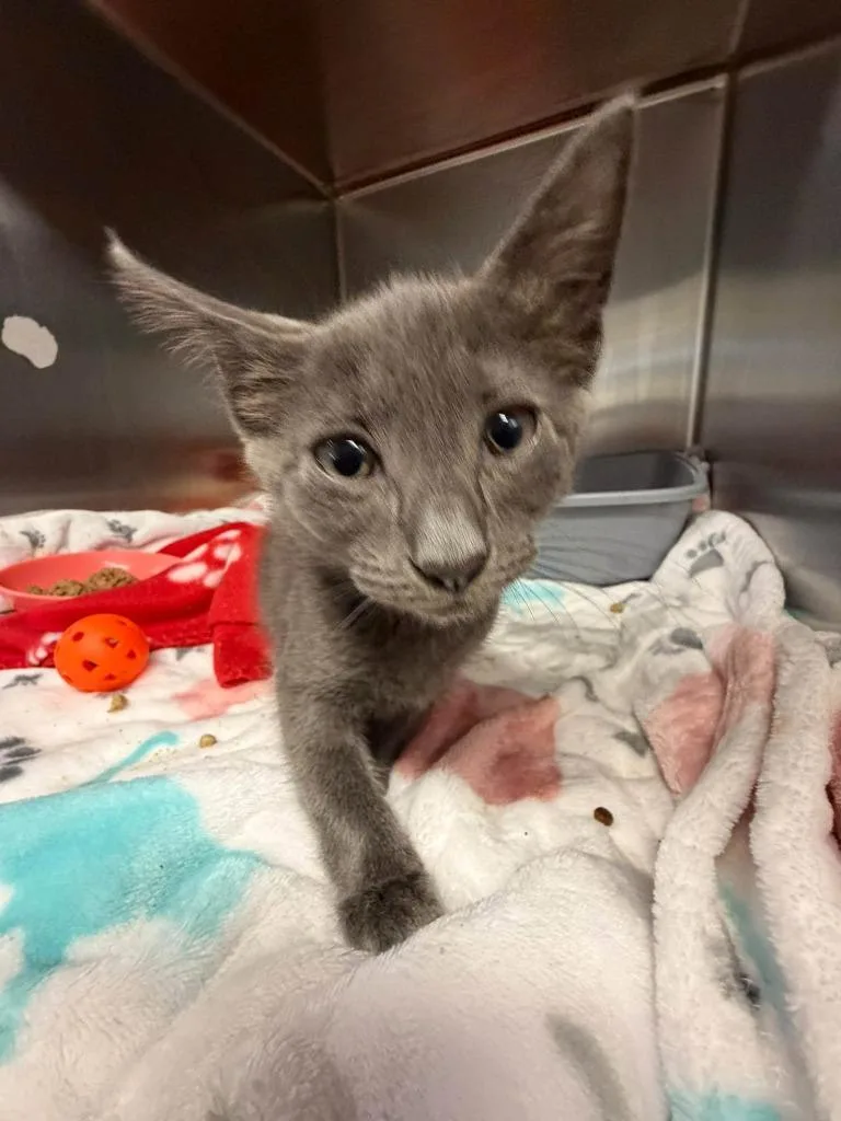 A baby small-sized male Domestic Short Hair cat named Damon for adoption in Sebastian, FL