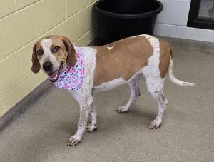 An adult medium-sized female Redbone Coonhound dog named Suzie for adoption in Bucyrus, OH