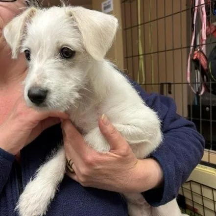 A baby small-sized male Jack Russell Terrier dog named Leo for adoption in Turners Falls, MA