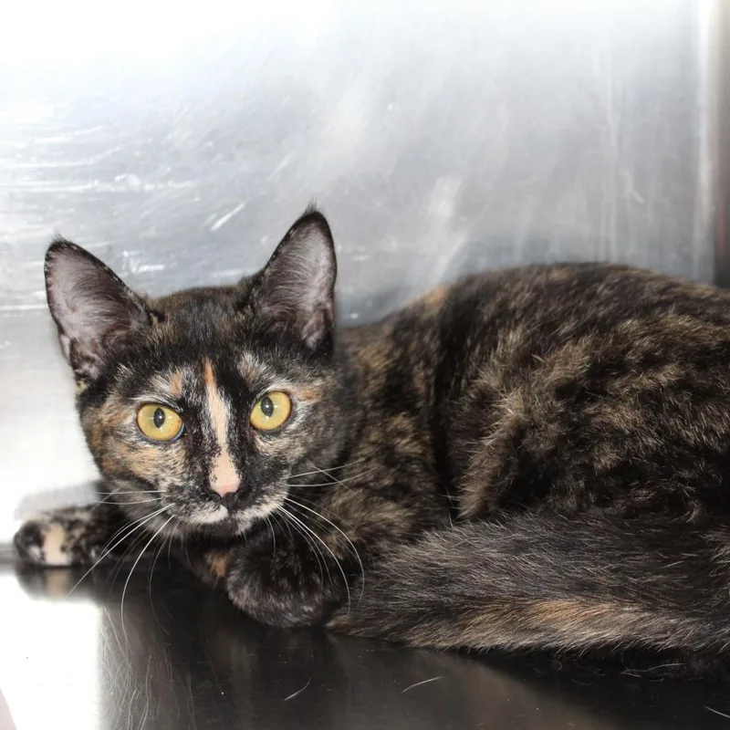 A young small-sized female Domestic Short Hair cat named Raspberry for adoption in Auburn, AL