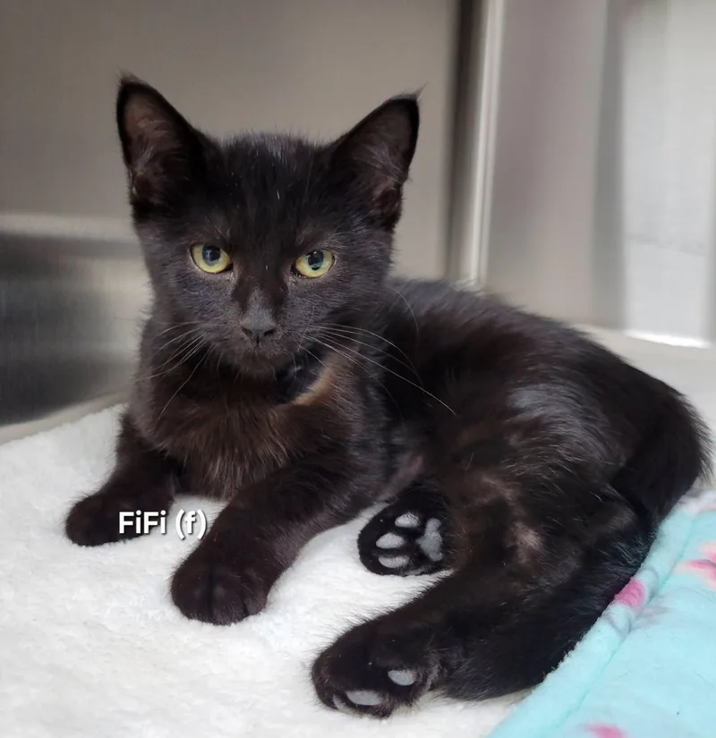 A baby medium-sized female Black Domestic Short Hair cat named Fifi for adoption in Mazon, IL
