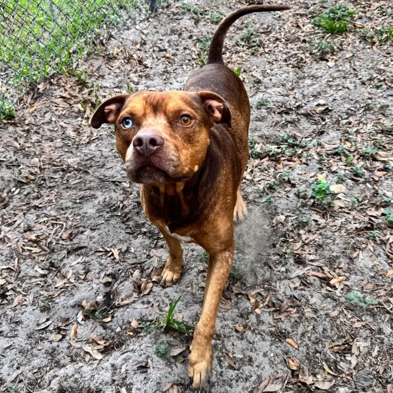 An adult medium-sized male Brown / Chocolate Mixed Breed dog named Mylo for adoption in Lake Panasoffkee, FL