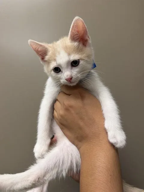 A baby small-sized male Domestic Short Hair cat named Sunny for adoption in Ontario, CA