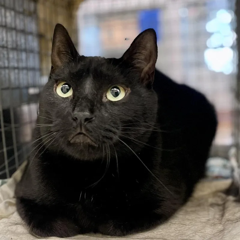 A senior large-sized male Domestic Short Hair cat named Jinx for adoption in Austin, TX