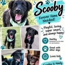 A young medium-sized male Black Labradoodle dog named Scooby for adoption in Williston, VT
