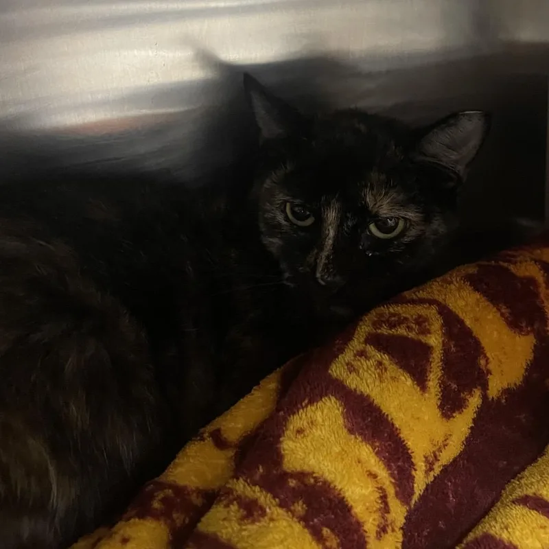 A baby medium-sized female Tortoiseshell Domestic Short Hair cat named Sassy for adoption in Mentor, OH