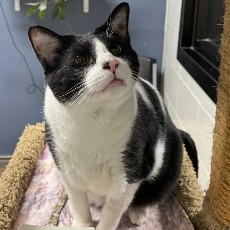 Sylvester Bonded W Stallone