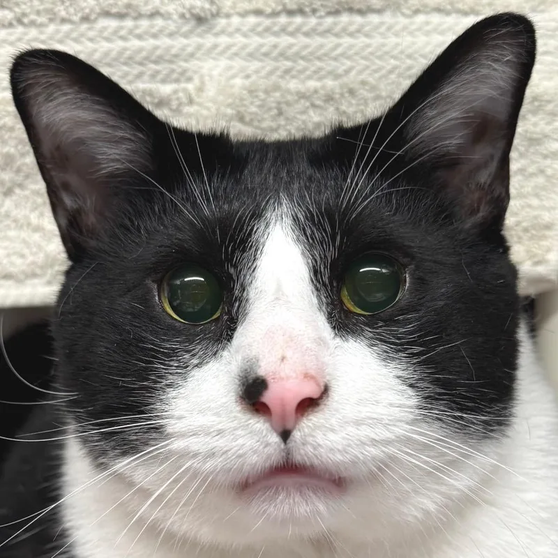 Sylvester Bonded W Stallone thumbnail 2