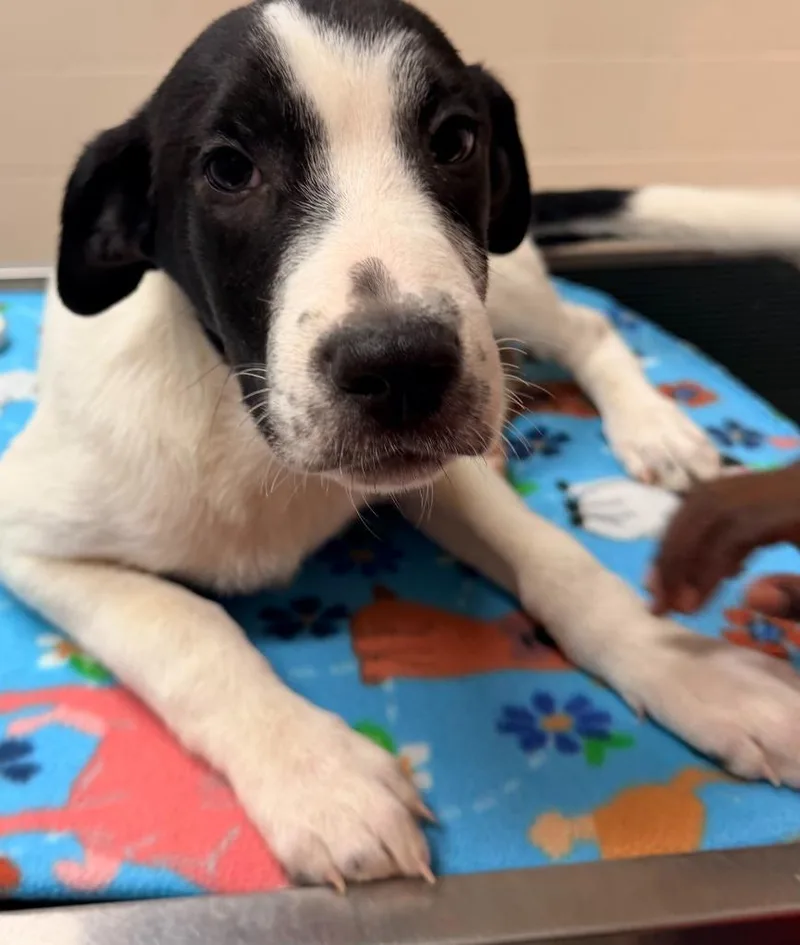 A baby medium-sized male Australian Cattle Dog / Blue Heeler dog named Waylon for adoption in Lima, OH