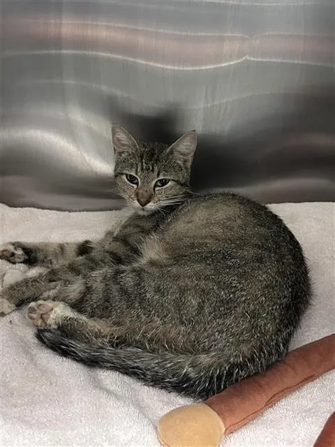 A young small-sized female Domestic Short Hair cat named Phoebe for adoption in Dallas, TX