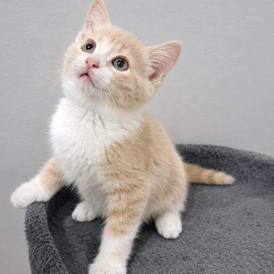 A baby small-sized male Buff / Tan / Fawn Domestic Short Hair cat named Sammy for adoption in Andover, MN