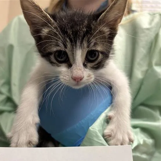 A baby small-sized male Black Domestic Short Hair cat named Juniper Bud for adoption in Tempe, AZ