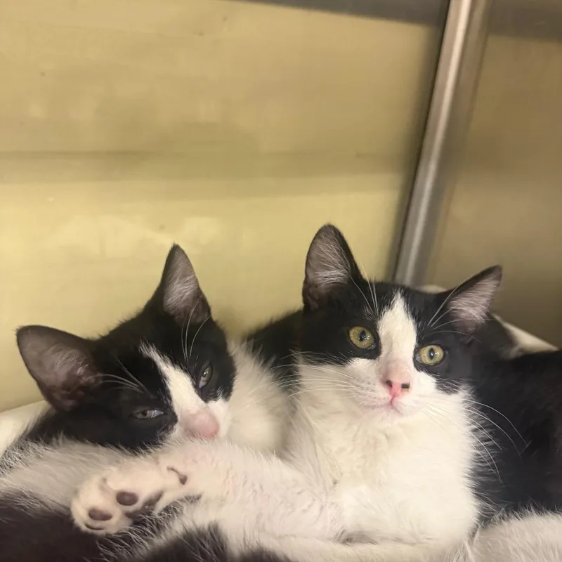 A baby small-sized female Black Domestic Short Hair cat named Merissa for adoption in Spokane, WA