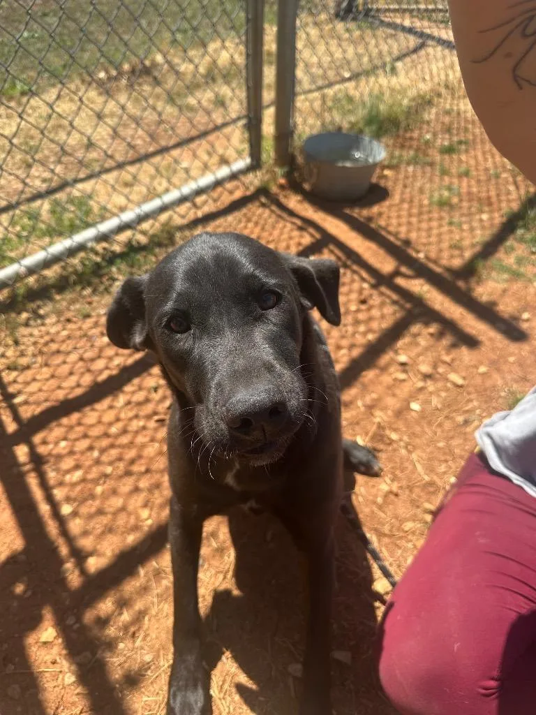 A young large-sized female Mixed Breed dog named Willow for adoption in Lavonia, GA
