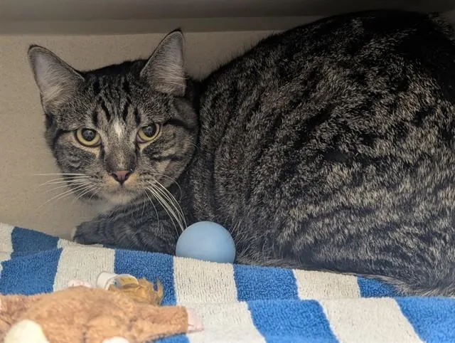 A young small-sized male Domestic Short Hair cat named Curious George for adoption in Denver, CO