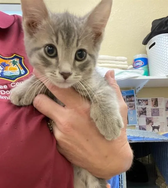 A baby small-sized male Domestic Short Hair cat named Lance for adoption in Fort Myers, FL