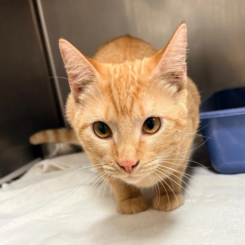 A young large-sized male Orange / Red Domestic Short Hair cat named Franklin for adoption in Bryan, TX