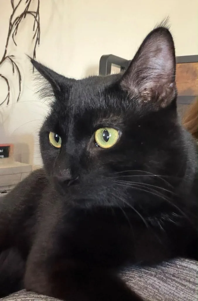 A young medium-sized male Domestic Short Hair cat named Owen for adoption in Fond Du Lac, WI