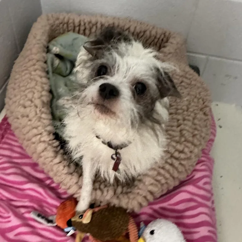 Angus Beef thumbnail 2