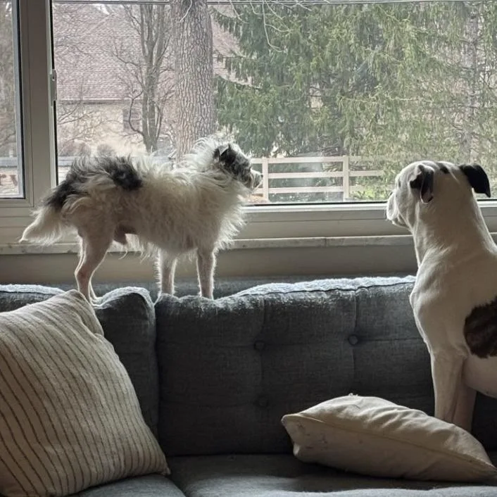 Angus Beef thumbnail 3