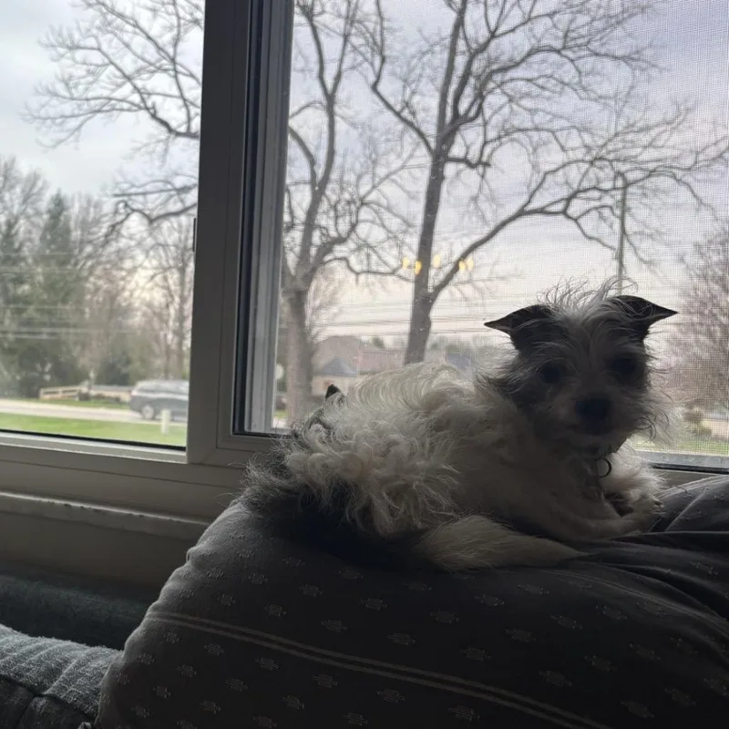 Angus Beef thumbnail 4