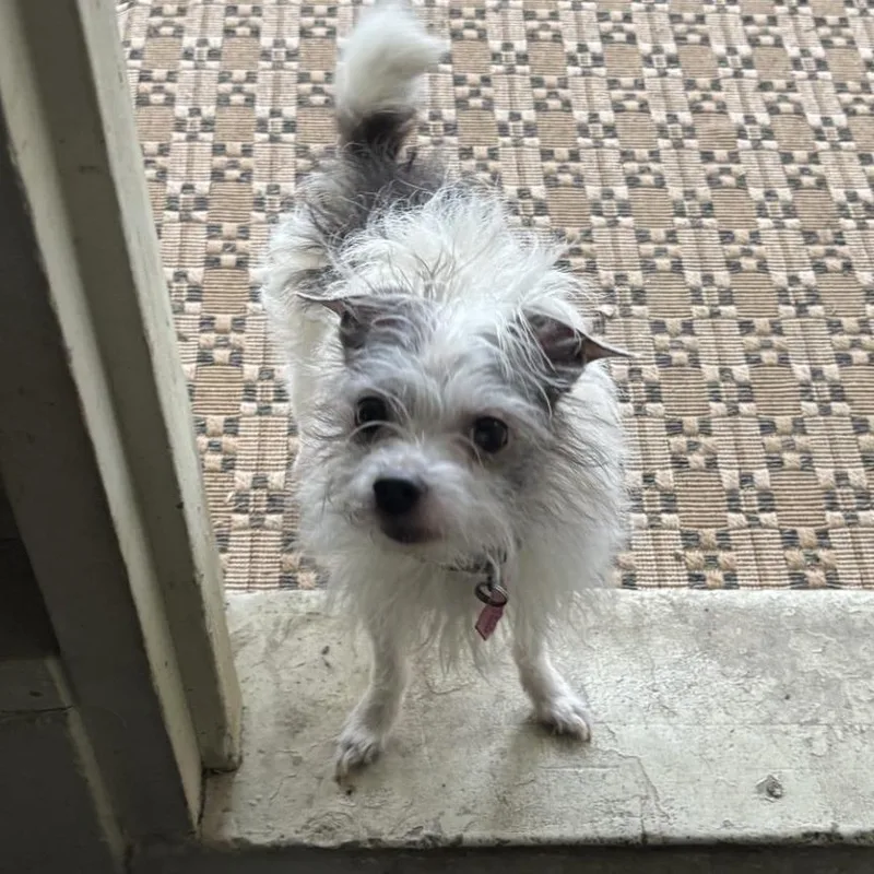 Angus Beef thumbnail 5