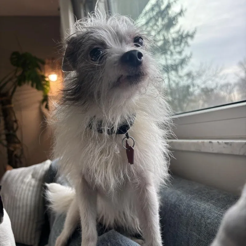 Angus Beef thumbnail 6