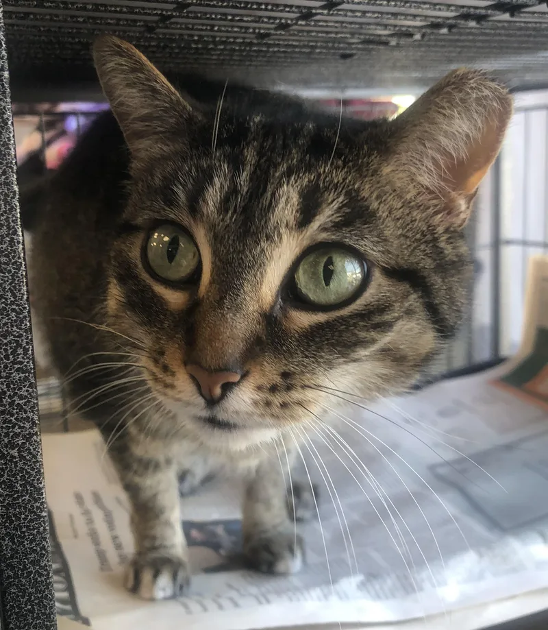 A young medium-sized female Tabby (Brown / Chocolate) Domestic Short Hair cat named Nova for adoption in Parma, OH
