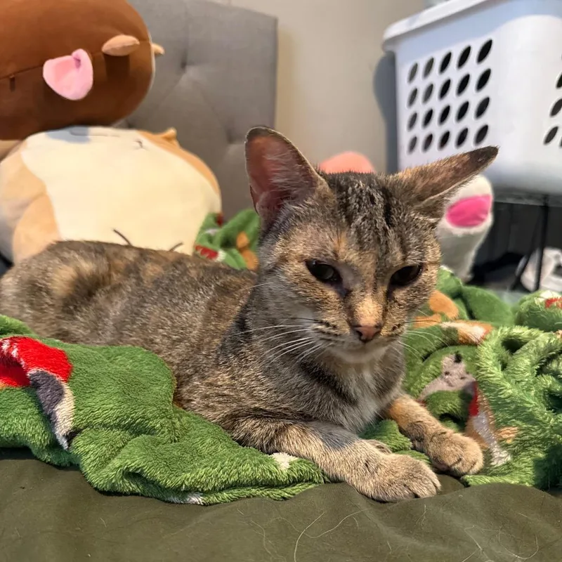 An adult medium-sized female Dilute Tortoiseshell Domestic Short Hair cat named Matilda for adoption in Ypsilanti, MI