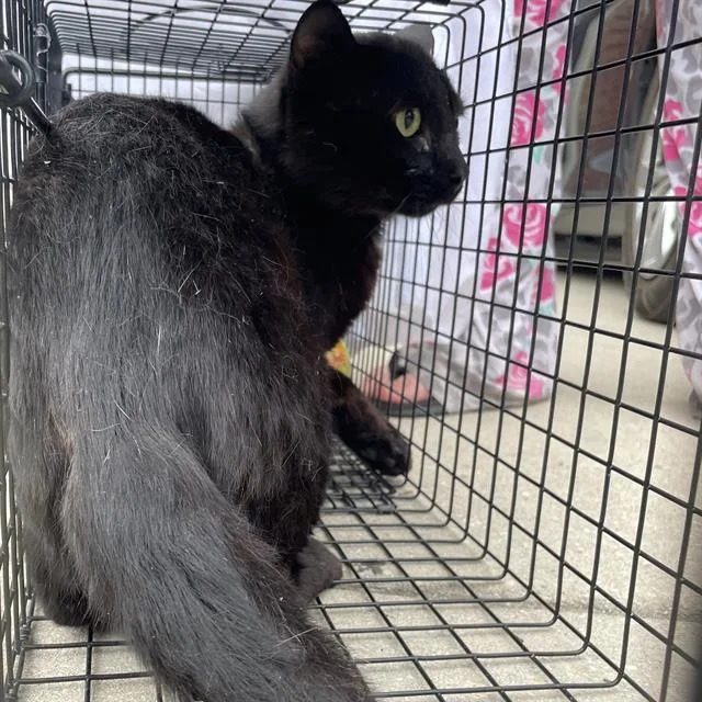 A young small-sized male Domestic Short Hair cat named Petey for adoption in San Antonio, TX