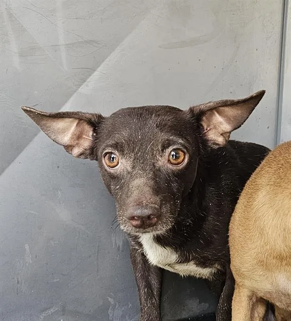 An adult small-sized male Mixed Breed dog named Aioli for adoption in Dallas, TX