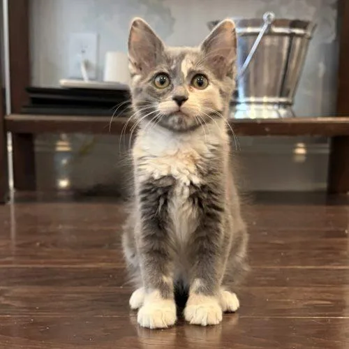 A baby small-sized female Dilute Tortoiseshell Domestic Medium Hair cat named Velle for adoption in Knoxville, TN