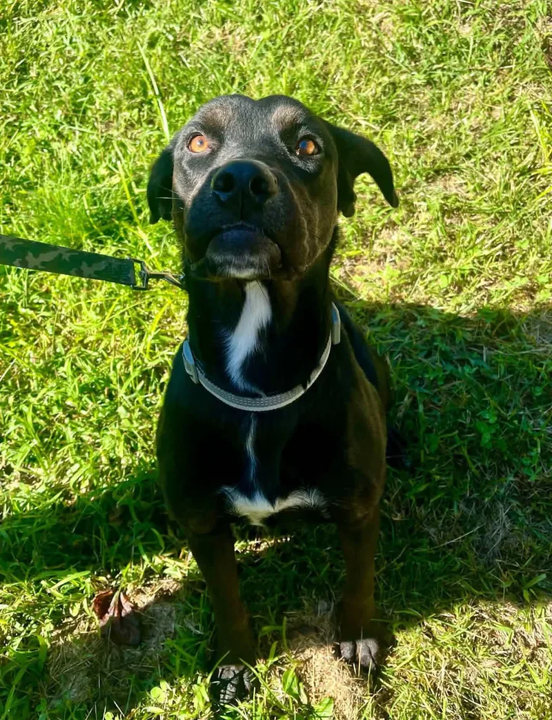 A young large-sized female Black Doberman Pinscher dog named Libra for adoption in Salem, WV