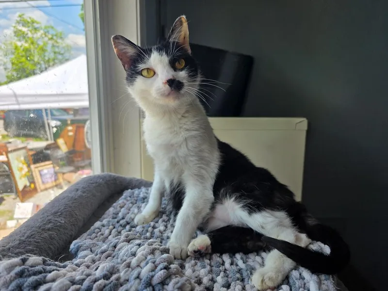 An adult medium-sized female Black & White / Tuxedo Domestic Short Hair cat named Dottie for adoption in Lewisburg, TN