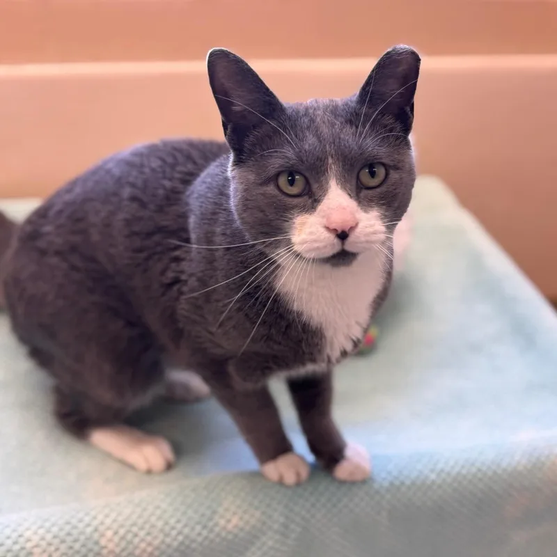 An adult medium-sized male Gray / Blue / Silver Domestic Short Hair cat named Baloo for adoption in Birdsboro, PA