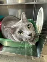 A senior medium-sized male Domestic Short Hair cat named Pedro for adoption in Manitowoc, WI