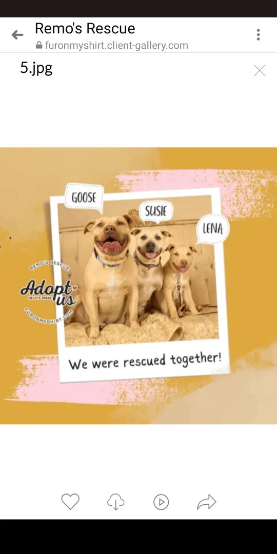 Goose And Susie Bonded thumbnail 3