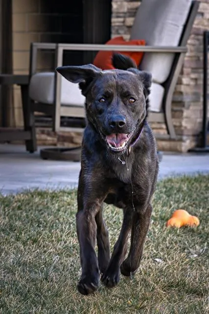 A young medium-sized male German Shepherd Dog dog named Toro for adoption in Albuquerque, NM